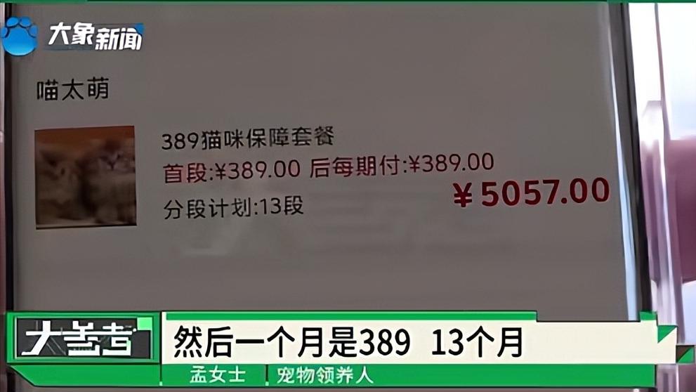 女子免费领养猫咪陷入“猫贷”纠纷