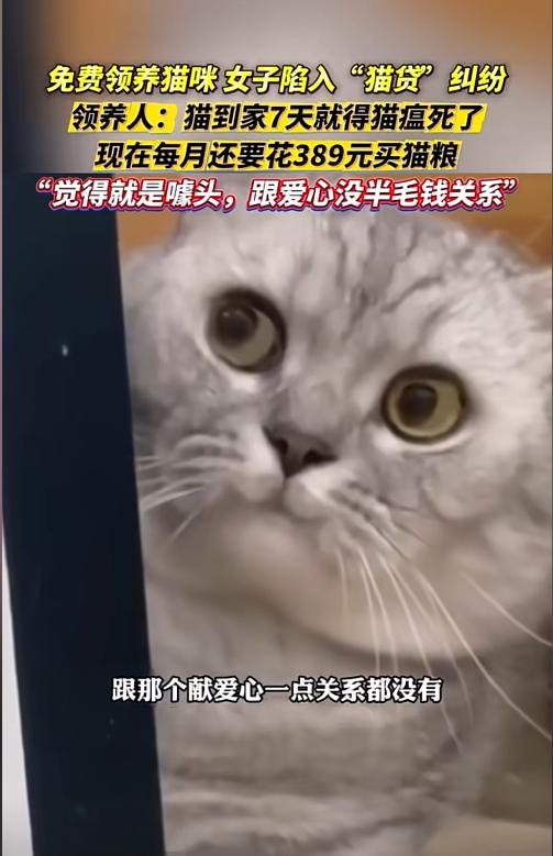女子免费领养猫咪陷入“猫贷”纠纷