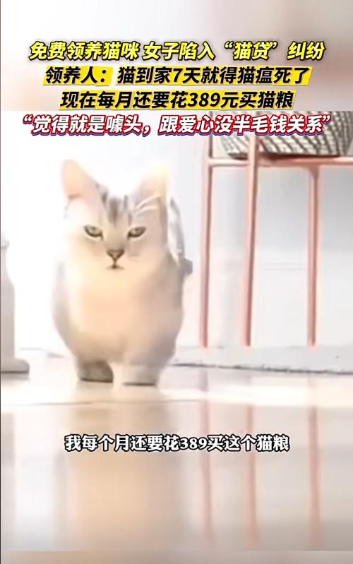 女子免费领养猫咪陷入“猫贷”纠纷