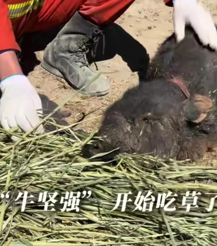 消防员救出被埋5天“牛坚强”