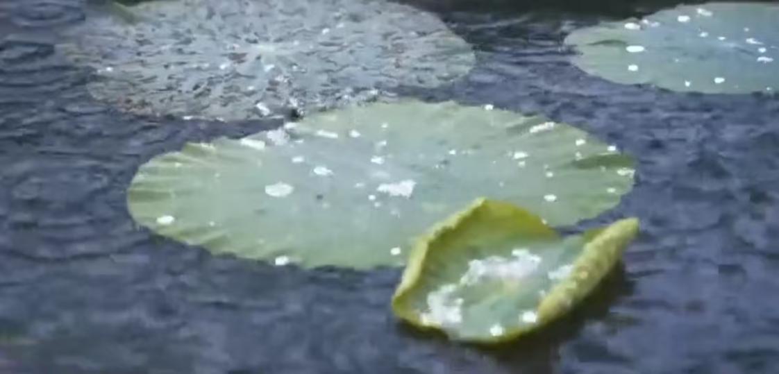 上班7天喝的都是蚂蚁泡澡水