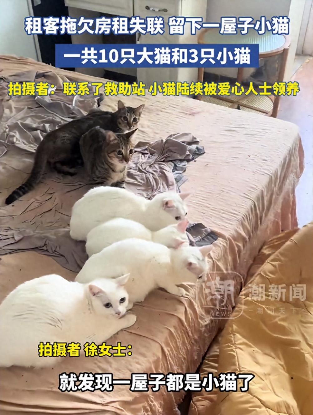 租客失联留下13只猫