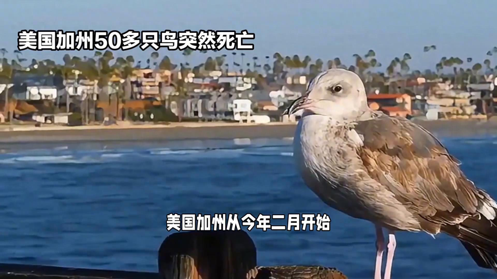 美国加州50多只鸟空中突然爆炸