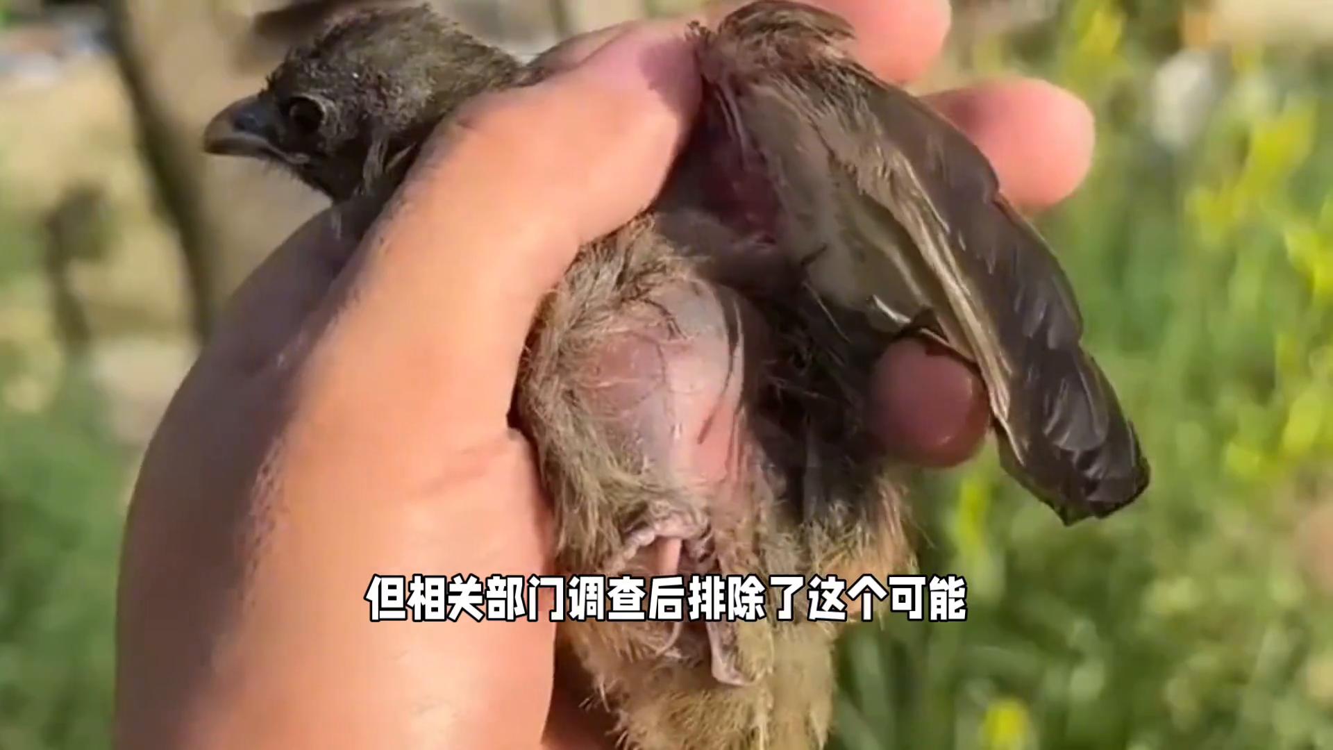 美国加州50多只鸟空中突然爆炸